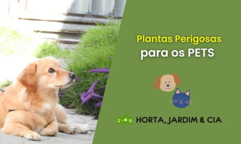 Plantas perigosas para pets.