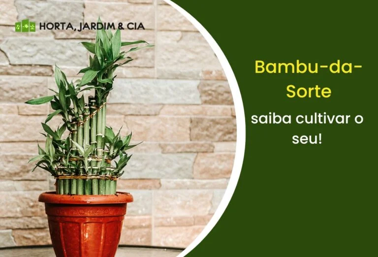 Bambu-da-sorte.