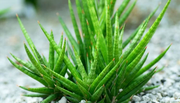 Planta que parece capim