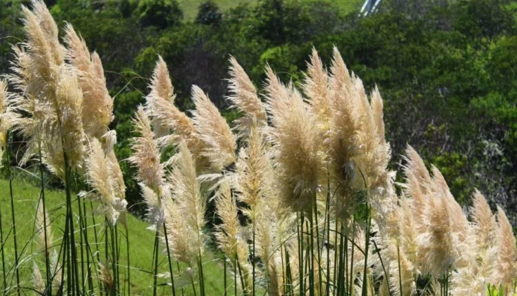 Capim-dos-Pampas