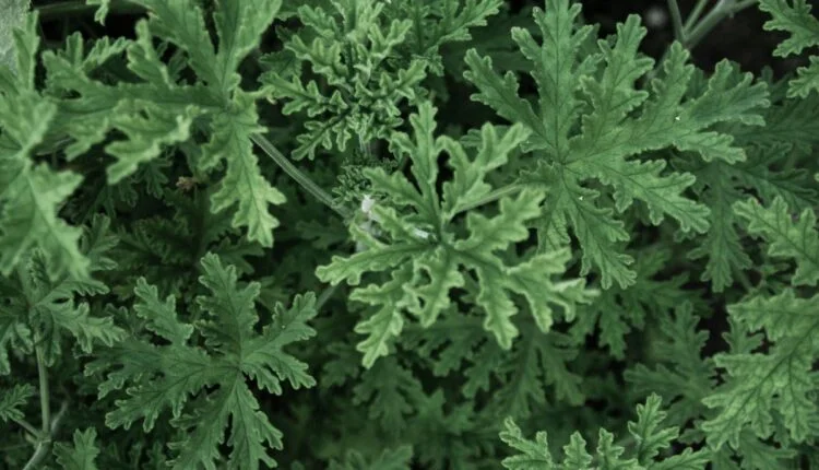 Citronela. 