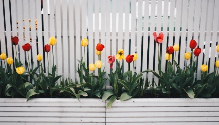 Como cultivar tulipas após a floração? Aprenda um passo a passo eficaz 1 Mudas de Tulipas.