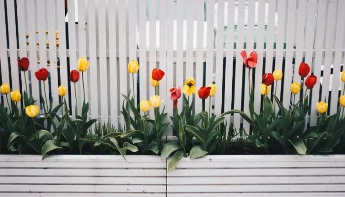 Como cultivar tulipas após a floração? Aprenda um passo a passo eficaz 1 Mudas de Tulipas.