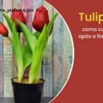 Como cultivar tulipas após a floração.