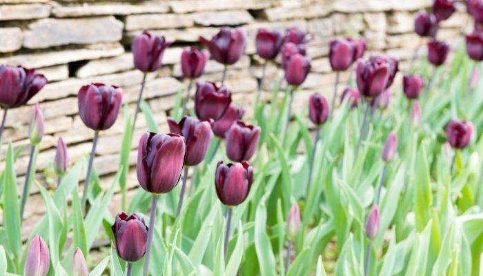 Como cultivar tulipas após a floração? Aprenda um passo a passo eficaz 2 Como cultivar tulipas após a floração.