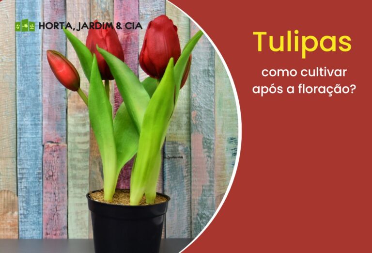 Como cultivar tulipas após a floração? Aprenda um passo a passo eficaz 1 Como cultivar tulipas após a floração.