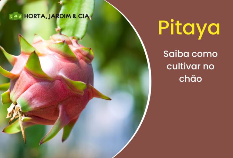 Como plantar pitaya no chão? Aprenda o segredos para dar certo 1 Como plantar pitaya no chão.