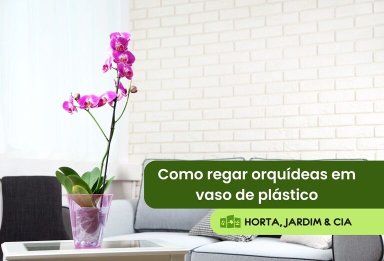 Como regar orquídeas em vaso de plástico? Guia completo para o sucesso 1 Como regar orquídeas em vaso de plástico.