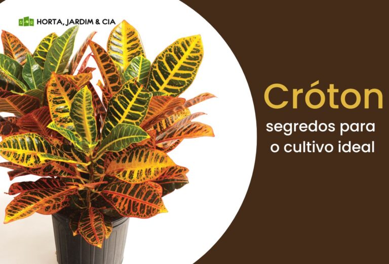 Aprenda a cultivar o Cróton: planta duradoura, versátil e encantadora 1 Cróton.