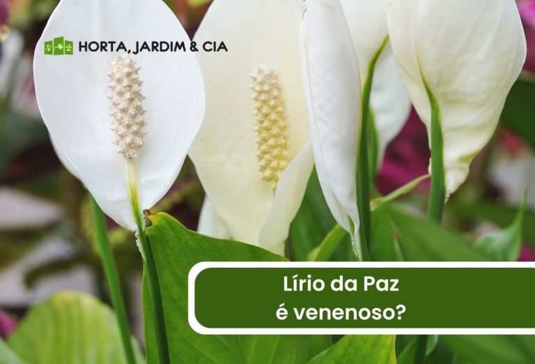 Lírio da paz é venenoso? Descubra a verdade sobre essa planta popular 1 Lírio da paz é venenoso.