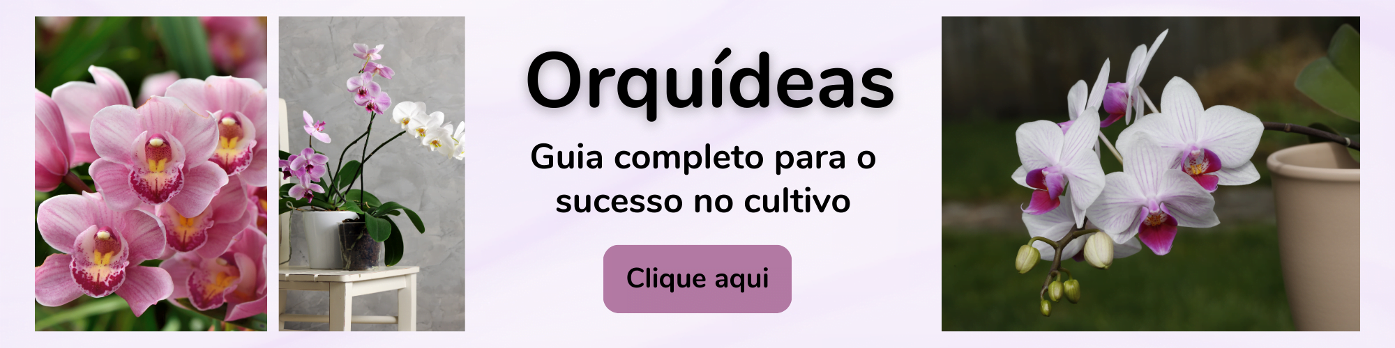 Orquídeas.