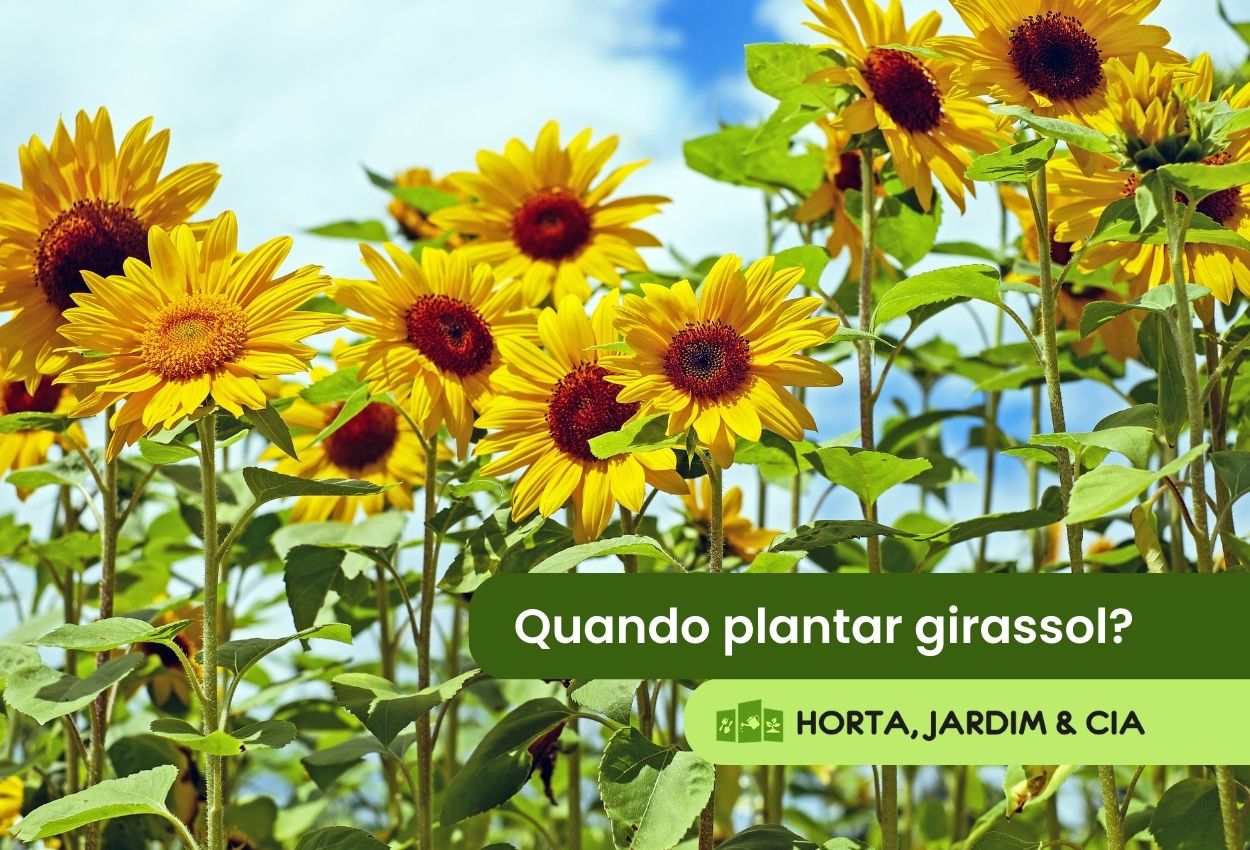 Quando plantar girassol? Saiba o momento certo para ter sucesso - Horta ...
