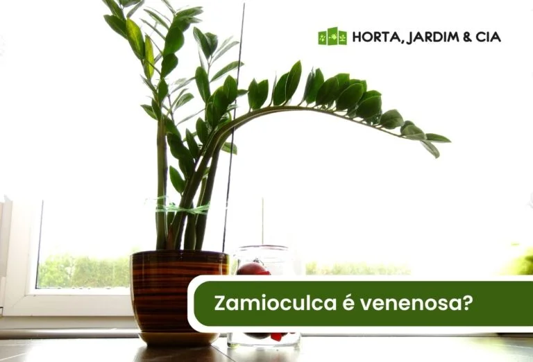 Zamioculca é venenosa.