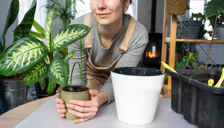 Comigo-ninguém-pode é venenosa? Descubra a verdade sobre essa planta popular 1 Comigo-ninguém-pode é venenosa.