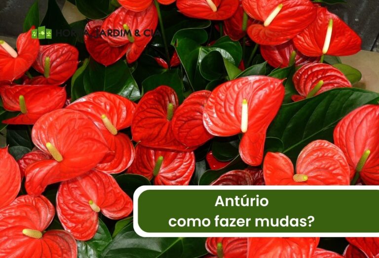Como fazer muda de antúrio? Aprenda um passo a passo simples e certeiro 1 Como fazer muda de antúrio.