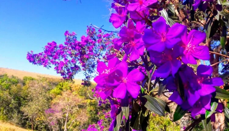 Como fazer muda de quaresmeira.