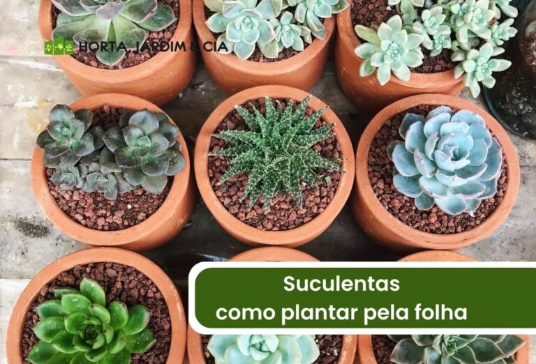 Como plantar suculentas pela folha? Aprenda os segredos do sucesso 1 Como plantar suculentas pela folha.