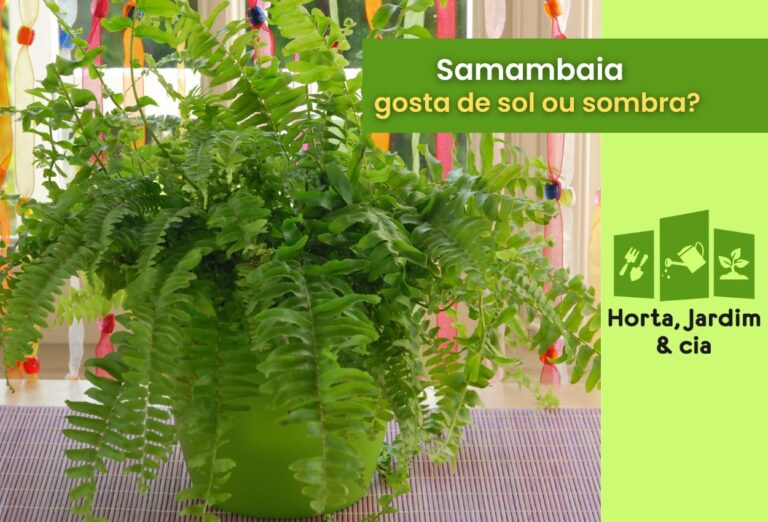Samambaia gosta de sol ou sombra? Saiba como cuidar melhor da sua queridinha 1 Samambaia gosta de sol ou sombra.