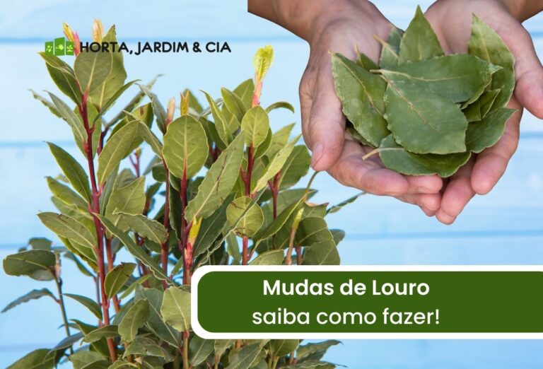 Saiba como fazer muda de louro e tenha sua própria folha aromática 1 como fazer muda de louro.