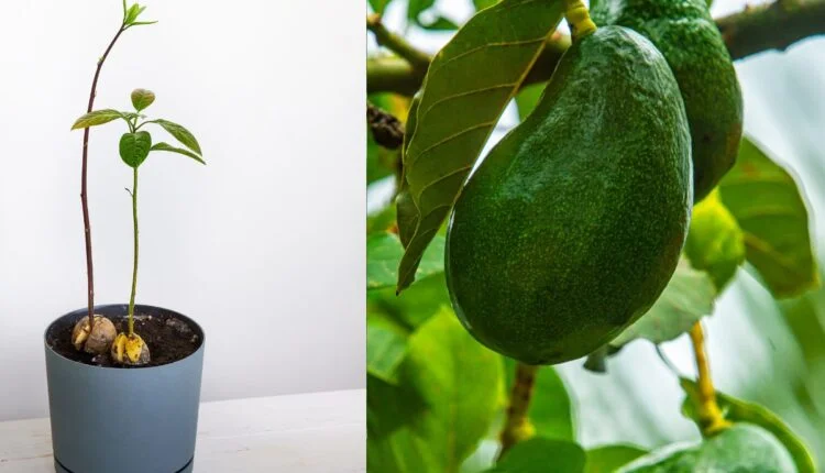 Como plantar abacate em vaso a partir do caroço: Guia completo para o cultivo doméstico 1 como plantar abacate em vaso a partir do caroço.