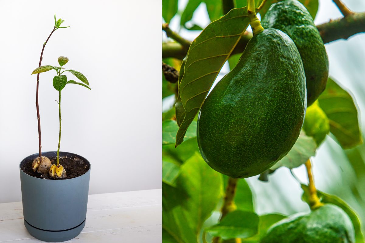 Como plantar abacate em vaso a partir do caroço Guia completo para o