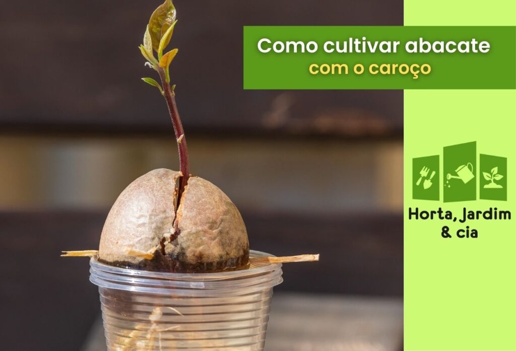 Como Plantar Abacate Em Vaso A Partir Do Caroço Guia Completo Para O