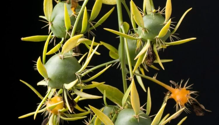 Pereskia aculeata.