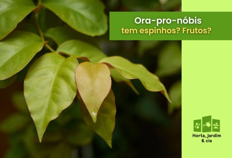 Ora-pro-nóbis tem espinhos? Conheça os segredos desta planta versátil 1 Ora-pro-nóbis tem espinhos.