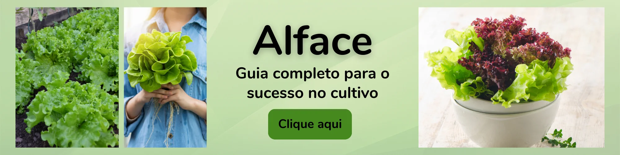 Alface.