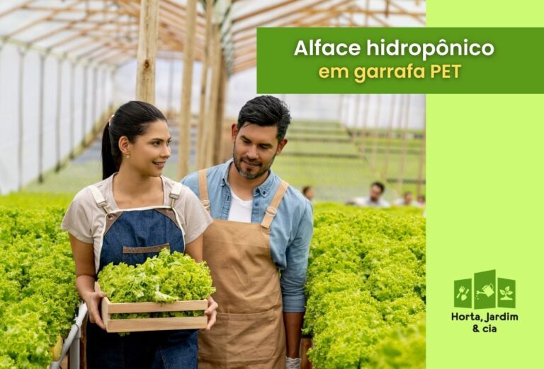 Como cultivar alface em hidroponia em garrafa PET: Um guia passo a passo 1 como cultivar alface em hidroponia em garrafa PET.