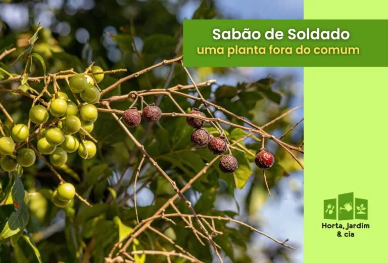 sabão de soldado.