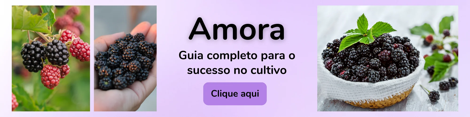 Amora