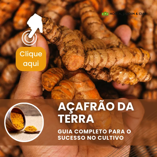Guia para o cultivo do Açafrão da Terra.