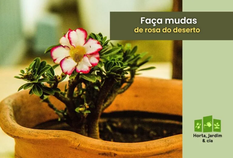 Como fazer muda de rosa do deserto: passo a passo em um guia completo 5 Como fazer muda de rosa do deserto.