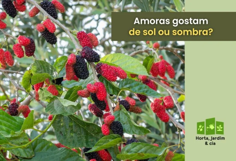 Pé de amora gosta de sol ou sombra: descubra o ambiente ideal 3 pé de amora gosta de sol ou sombra.