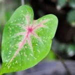 Caladium bicolor.