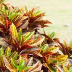 Codiaeum variegatum.