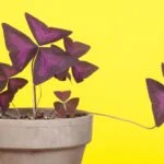 Oxalis triangularis.