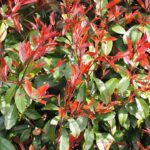 Photinia x fraseri.