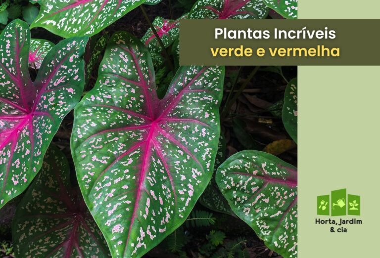 Plantas verde e vermelha: conheça opções delicadas dessa combinação 1 plantas verde e vermelha