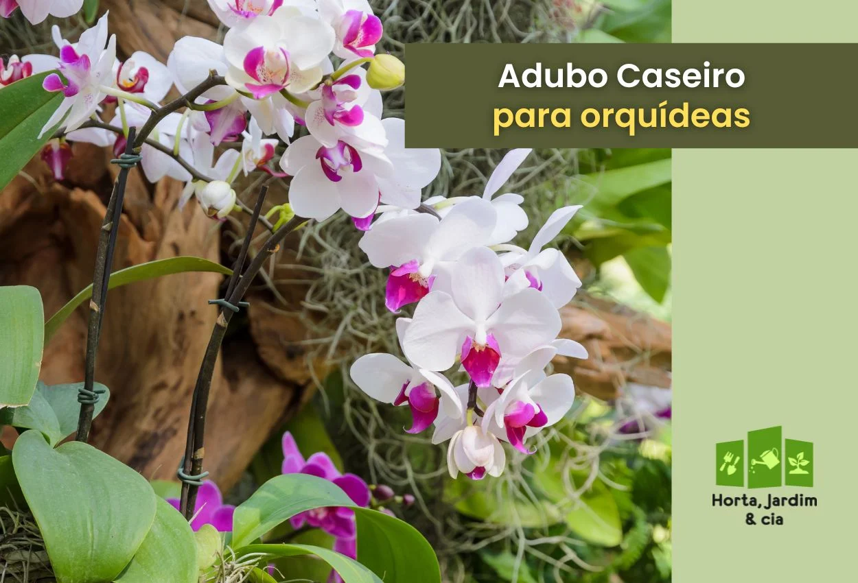 Adubo caseiro para orquídea florir: uma receita poderosa e completa