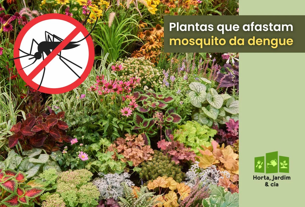 Cheiro que espanta mosquito: conheça 7 plantas poderosas para afastar a dengue