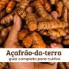 Açafrão-da-terra