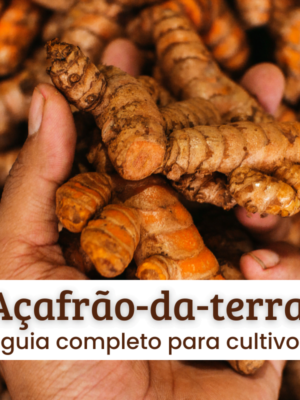 Açafrão-da-terra Açafrão-da-terra