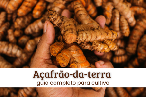 Açafrão-da-terra