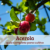Acerola.