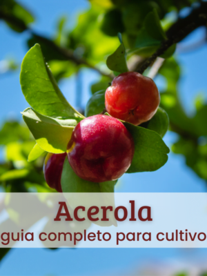 Acerola (1) Acerola.