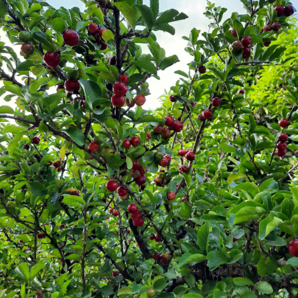 Acerola.