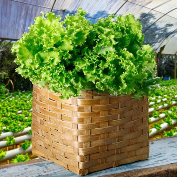 Cultivo de alface. Cultivo de alface.