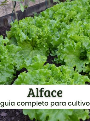 Cultivo de alface. Cultivo de alface.